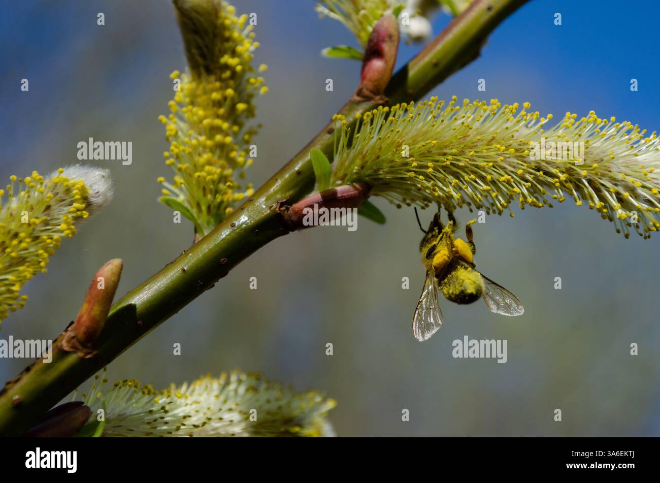 Les abeilles à miel arrachent le pollen de leurs pattes arrière, les abeilles à miel ruches pollen Banque D'Images