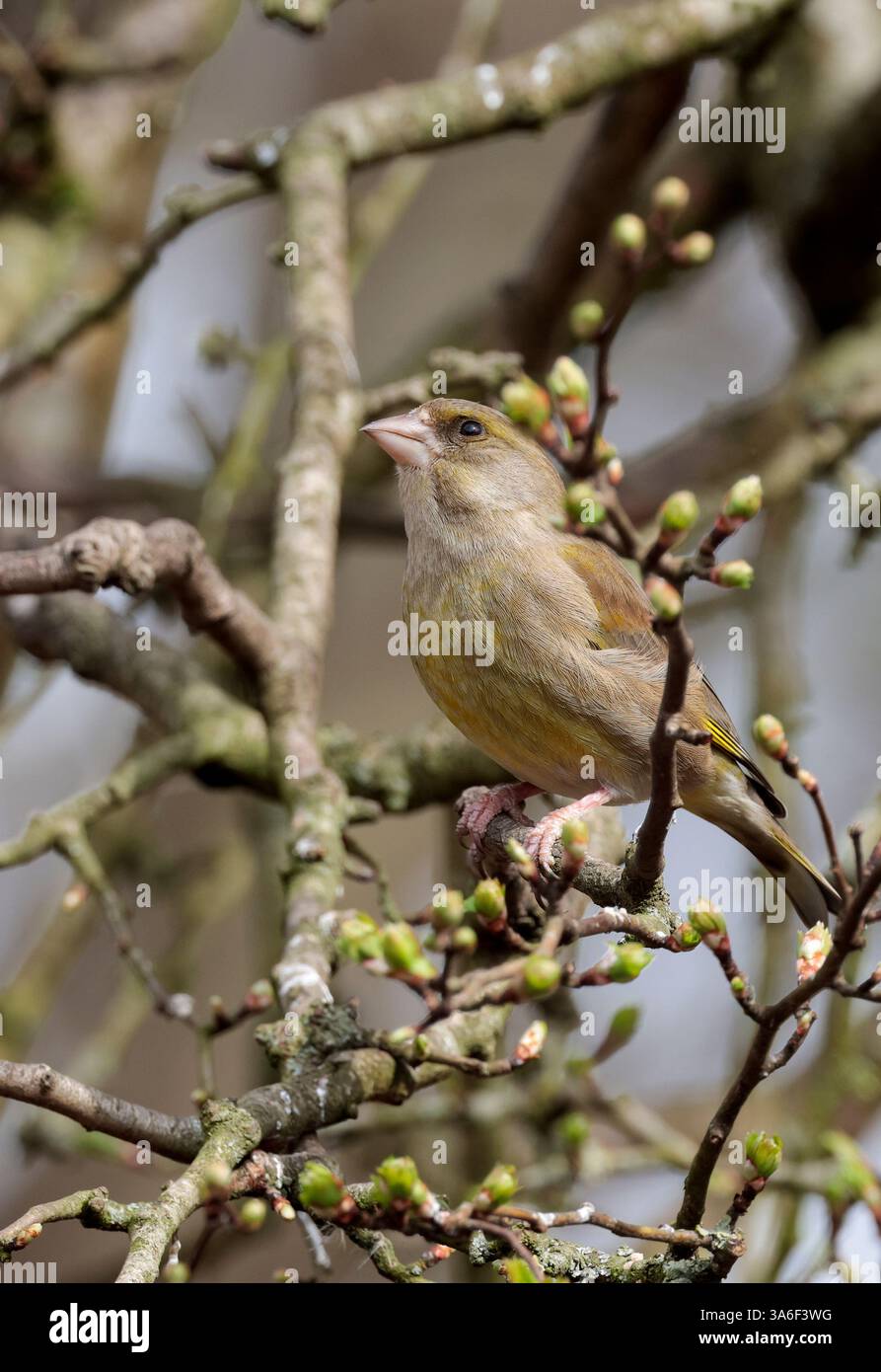 Greenfinch Carduelis chloris, femelle du printemps précoce gris plumage jaune ailes patches croupe et côtés de queue conique bec rose perché dans l'arbre Banque D'Images