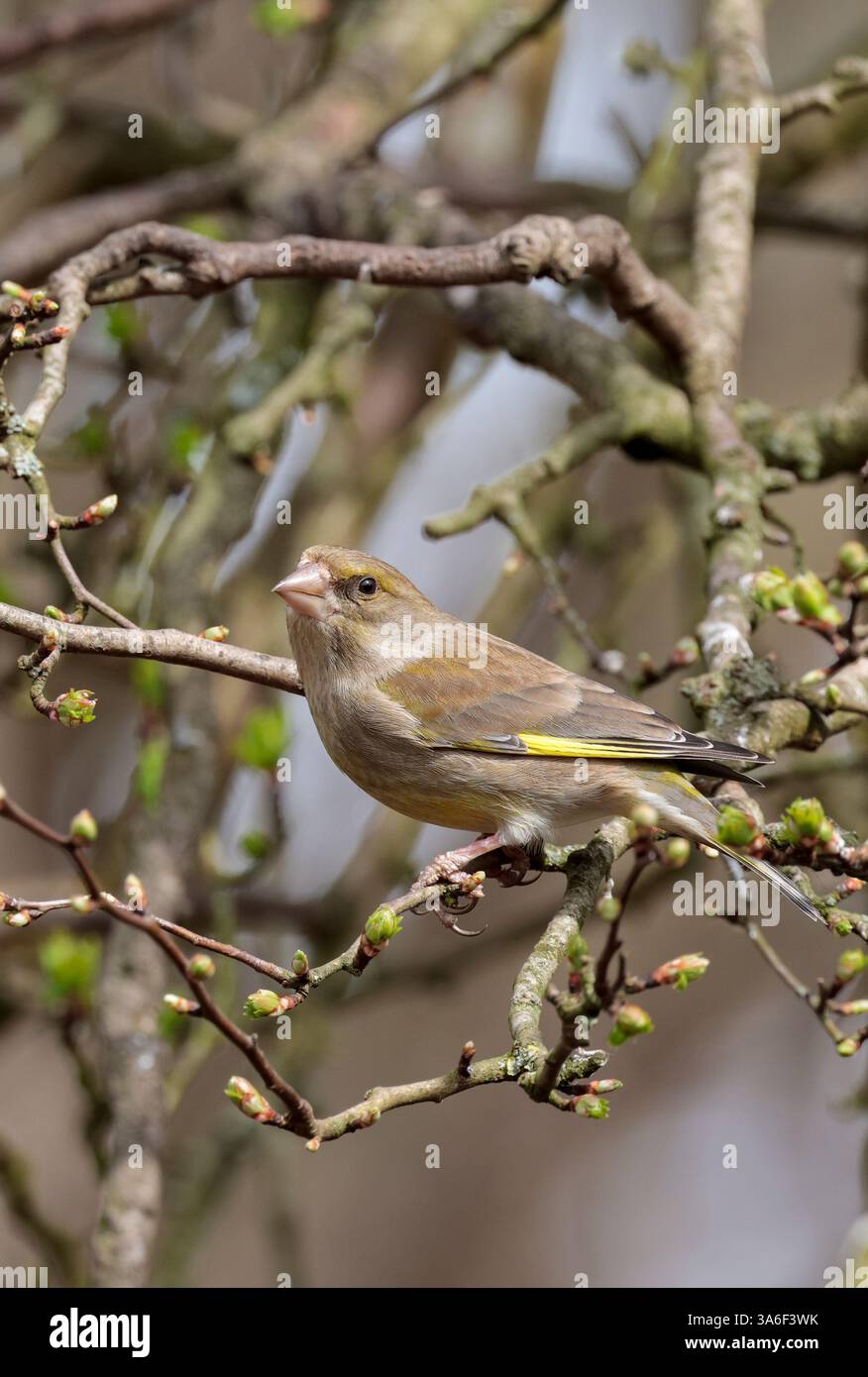 Greenfinch Carduelis chloris, femelle du printemps précoce gris plumage jaune ailes patches croupe et côtés de queue conique bec rose perché dans l'arbre Banque D'Images