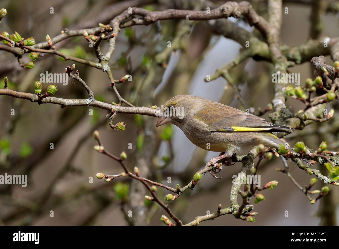 Greenfinch Carduelis chloris, femelle du printemps précoce gris plumage jaune ailes patches croupe et côtés de queue conique bec rose perché dans l'arbre Banque D'Images