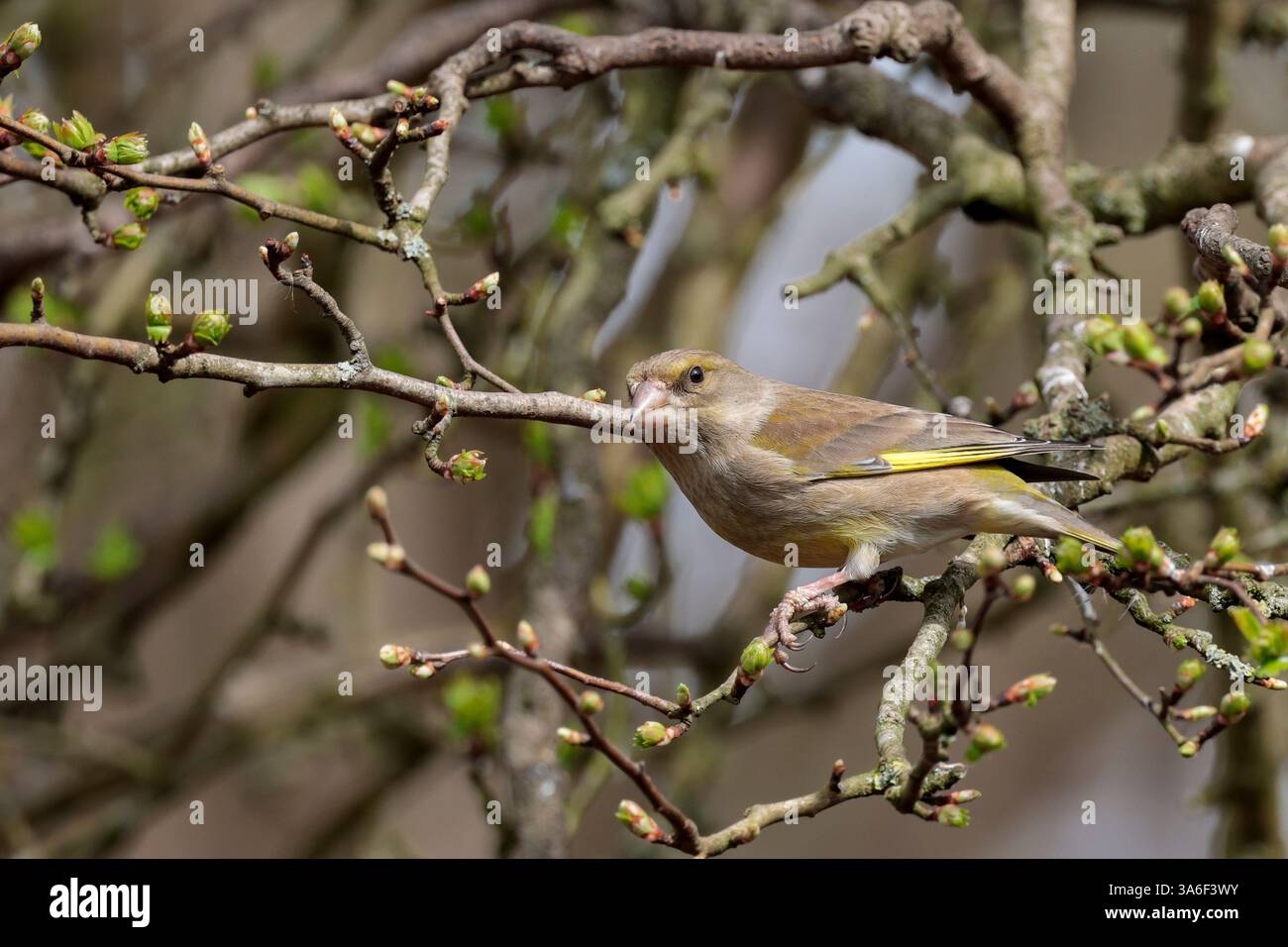 Greenfinch Carduelis chloris, femelle du printemps précoce gris plumage jaune ailes patches croupe et côtés de queue conique bec rose perché dans l'arbre Banque D'Images