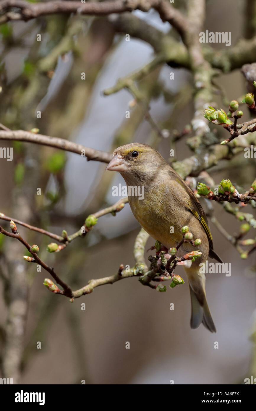 Greenfinch Carduelis chloris, femelle du printemps précoce gris plumage jaune ailes patches croupe et côtés de queue conique bec rose perché dans l'arbre Banque D'Images