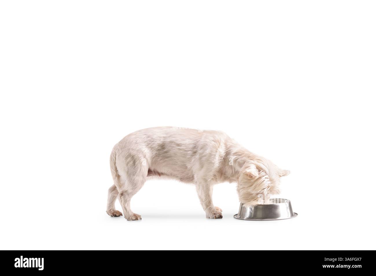 Chien Westie terrier mangeant d'un bol isolé sur fond blanc Banque D'Images