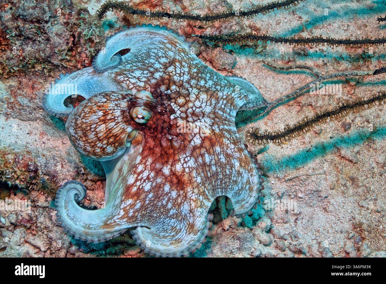 Poulpe de récif des Caraïbes, Octopus briareus est un animal marin de récif corallien. Banque D'Images