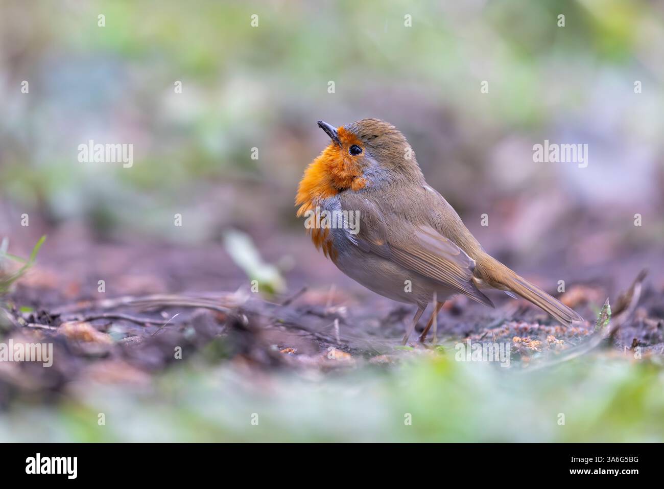 Vue latérale basse d'un oiseau rouge-gorge britannique sauvage (Erithacus rubecula) sur le sol avec sa poitrine gonflée et la tête inclinée vers le ciel. Banque D'Images