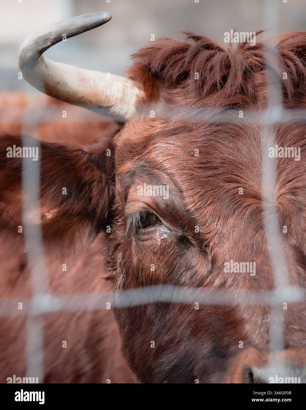 oeil d'une vache regardant à travers une clôture en fil de fer. captivité, concept de bien-être des animaux d'élevage. Banque D'Images