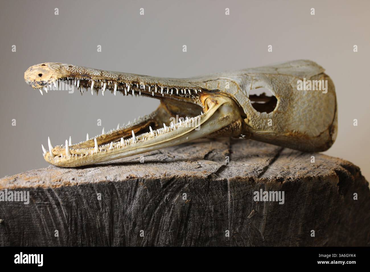 Crâne d'un alligator gar (spatule Atractosteus), un grand poisson d'eau douce connu pour son museau allongé et ses dents tranchantes. Banque D'Images
