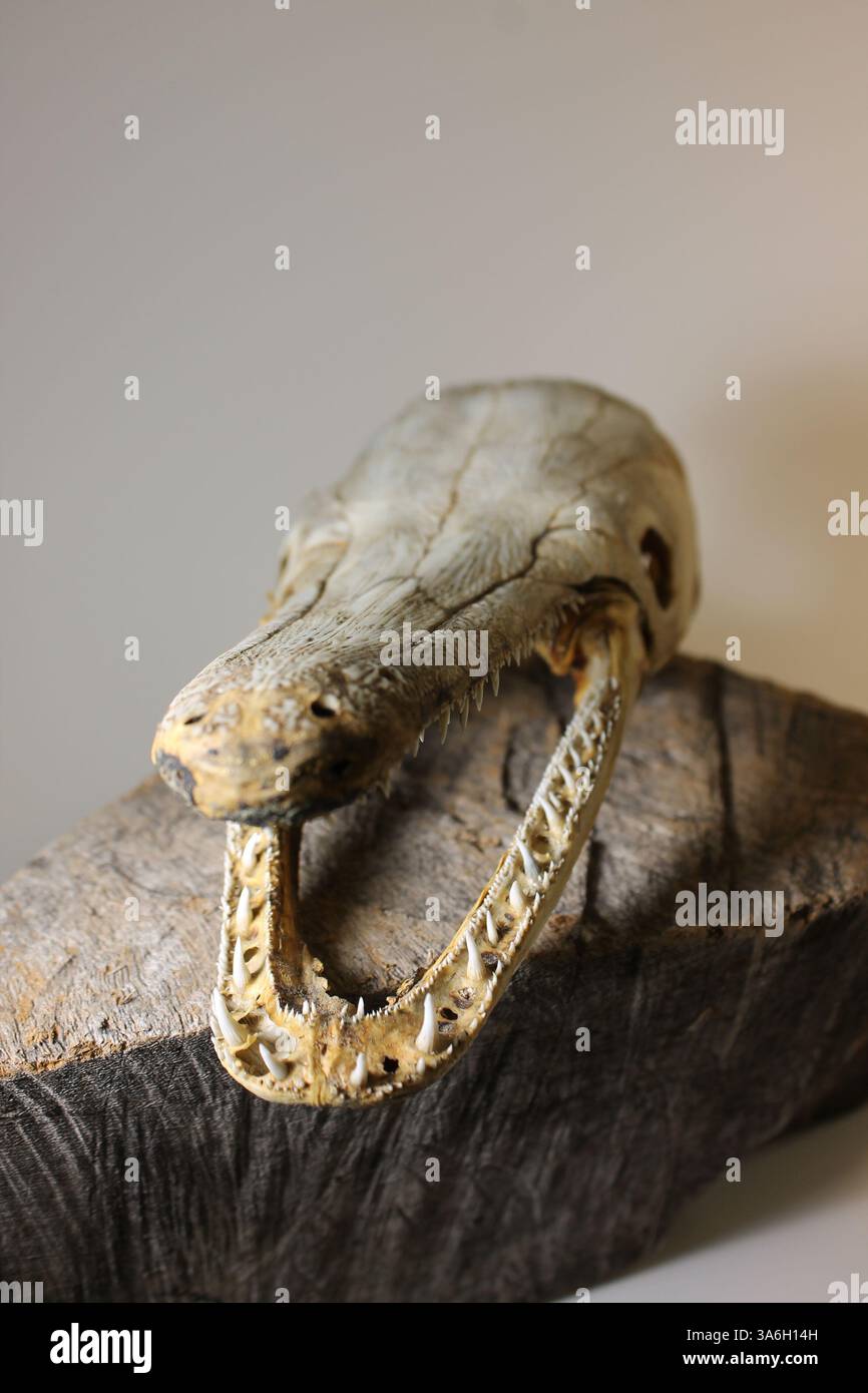 Crâne d'un alligator gar (spatule Atractosteus), un grand poisson d'eau douce connu pour son museau allongé et ses dents tranchantes. Banque D'Images