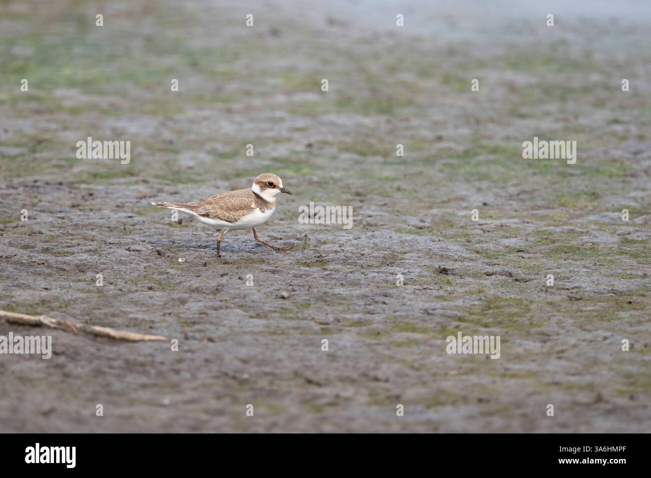 Première année civile petit pluvier annelé (charadrius dubius) pendant la migration automnale sur la boue du lac Constance Banque D'Images