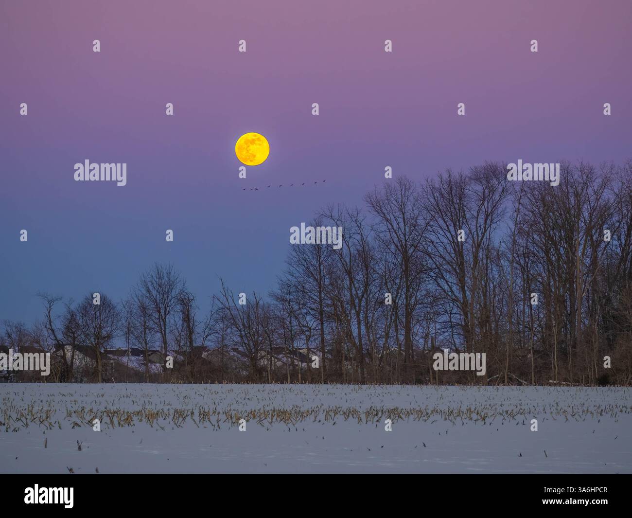 Wolf Moon et Pink Skies Banque D'Images