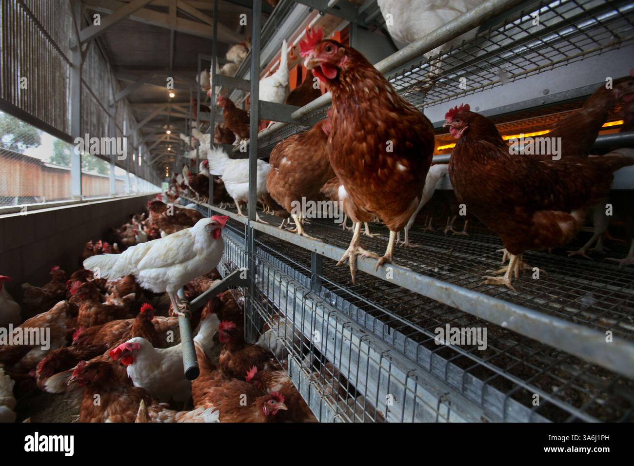 Dec. 31, 2014 - San Diego, CA, États-Unis - 31 décembre 2014 San Diego, CA. États-Unis | les poules errent librement, sautant entre les différents niveaux de nidification et de ponte des étagères dans le nouveau poulailler à Hilliker's Ranch oeufs frais à Lakeside mercredi. HILLIKER's Ranch Fresh Eggs, Inc a dépensé $500 000 pour améliorer les conditions de vie de ses poules pour être conformes à la nouvelle réglementation. Il vend ses œufs localement dans le comté de San Diego, par l'intermédiaire des marchés fermiers et des épiceries. | crédit obligatoire : photo de Peggy Peattie/ U-T San Diego// copyright 2014 San Diego Union-Tribune LLC (crédit image : © Peggy Peattie/ Banque D'Images