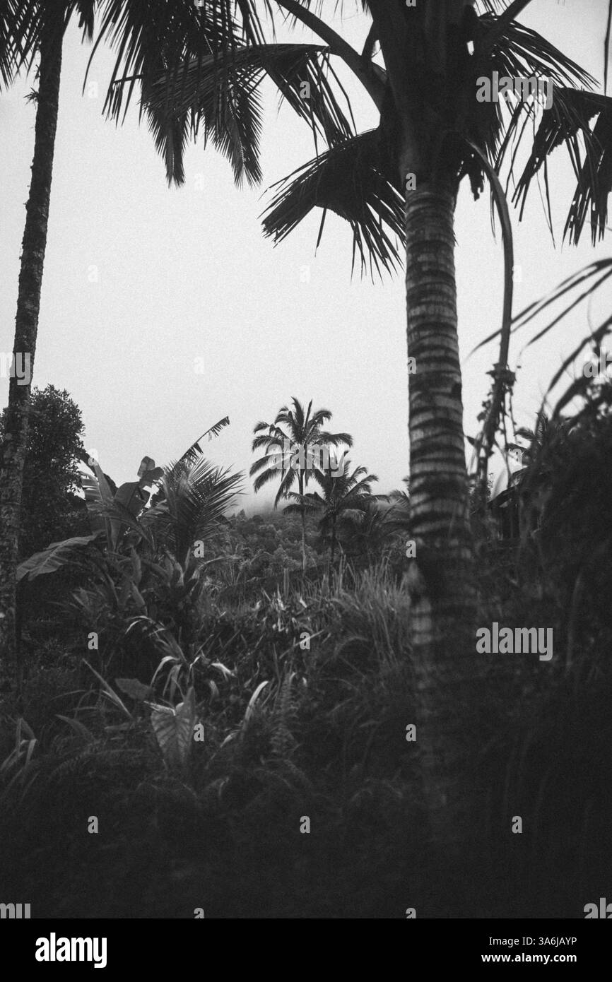 Végétation forestière dense avec des palmiers au premier plan et à l'horizon, Munduk, Sri Lanka, Asie Banque D'Images