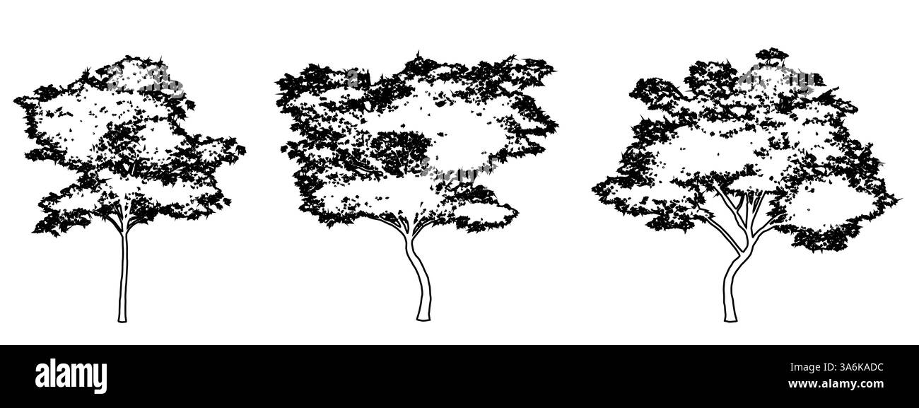 Ensemble ou collection d'érables japonais comme silhouette de dessin de ligne noire sur fond blanc. Concept ou vecteur conceptuel pour la nature, la planète Illustration de Vecteur