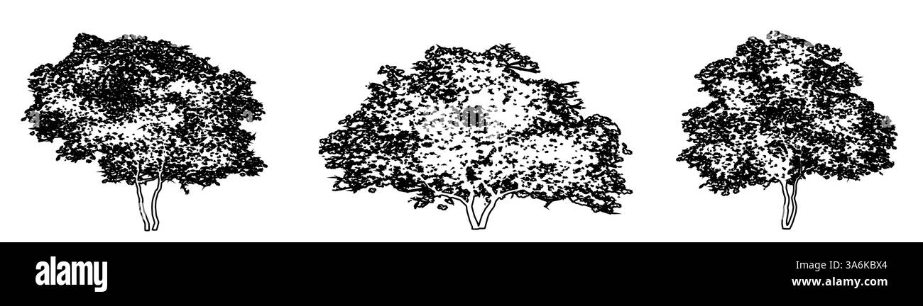 Ensemble ou collection de Dogwood en fleurs comme silhouette de dessin de ligne noire sur fond blanc. Concept ou vecteur conceptuel pour la nature, la planète Illustration de Vecteur