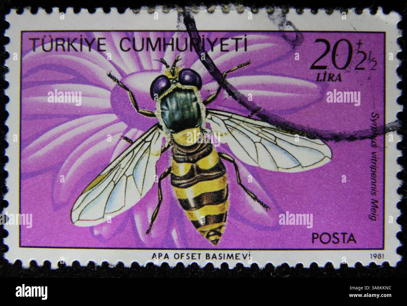 ISTANBUL, TURQUIE - 27 DÉCEMBRE 2020 : timbre turc montrant Syrphus vitripennis vers 1981 Banque D'Images