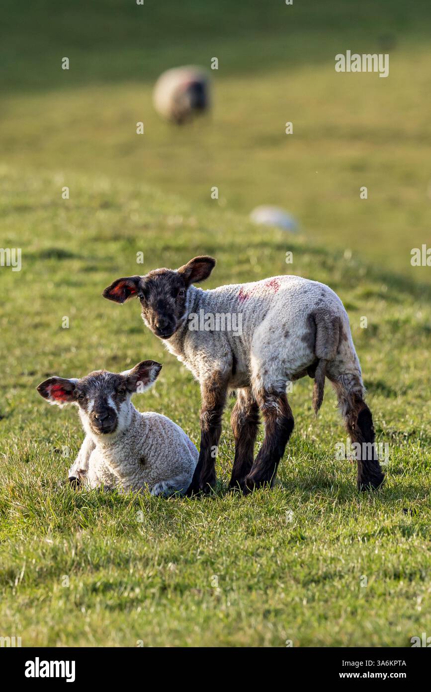 Agneaux dans le Sussex rural par un après-midi de printemps ensoleillé Banque D'Images
