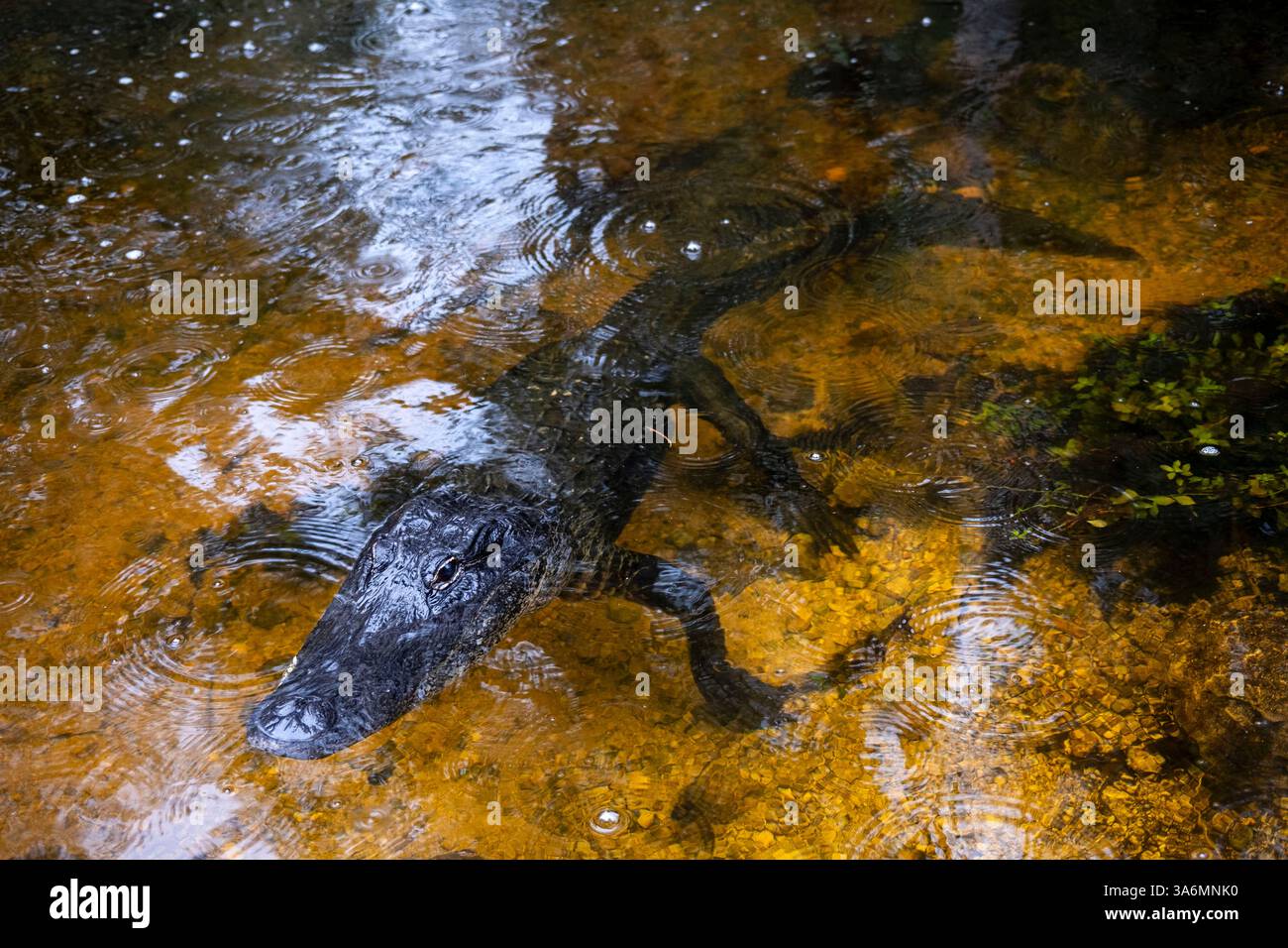 Les alligators américains chassent en embuscade dans l'eau de la réserve nationale Big Cypress, Miami, Floride, États-Unis. Banque D'Images