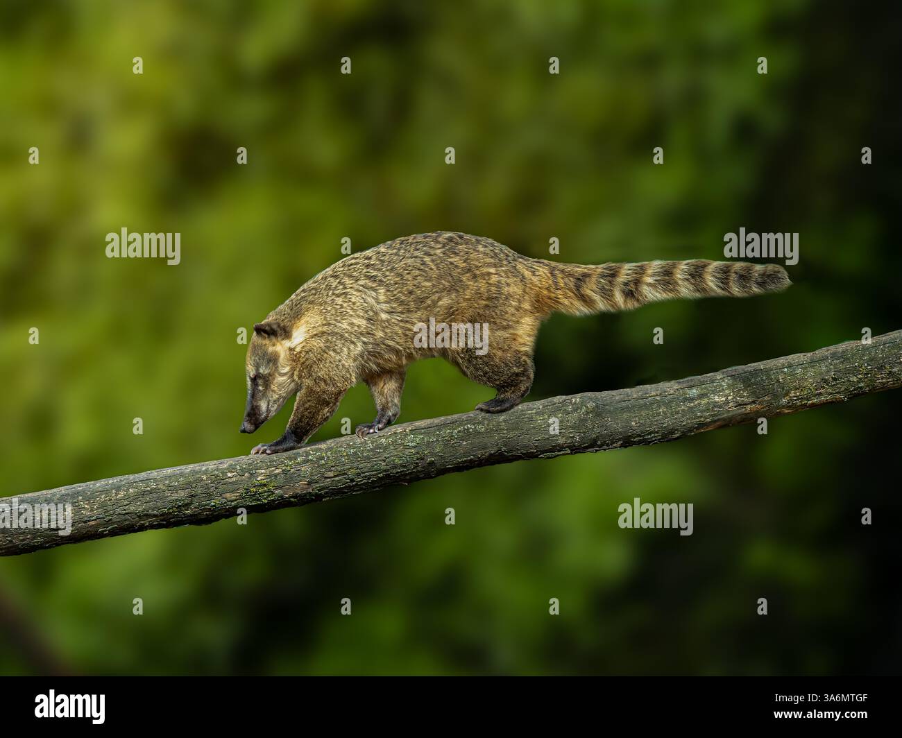 South American coati ou ring-tailed coati (Nasua nasua) Banque D'Images