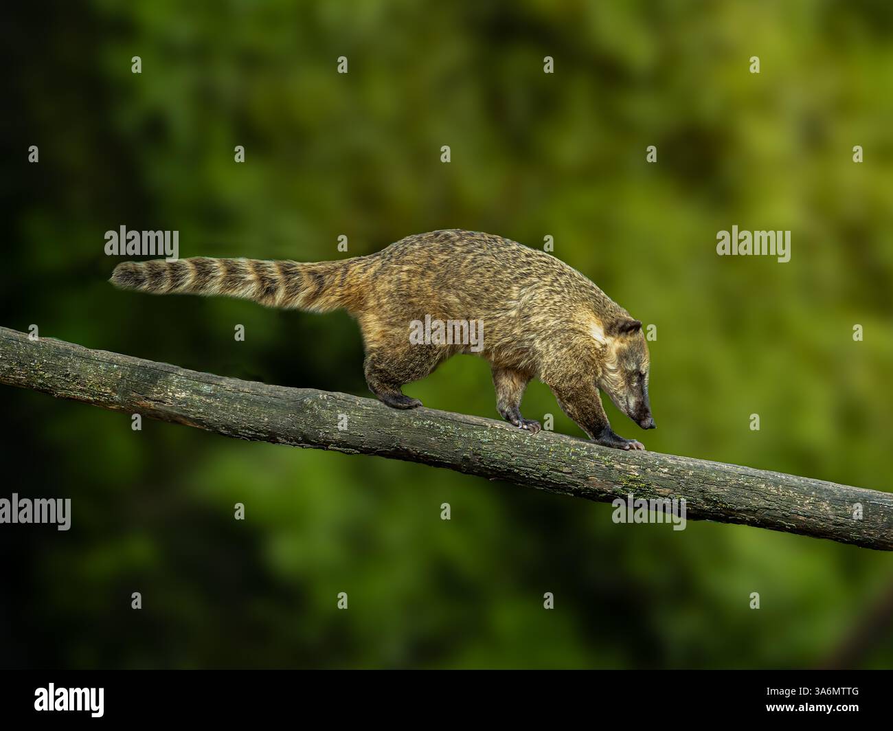 South American coati ou ring-tailed coati (Nasua nasua) Banque D'Images