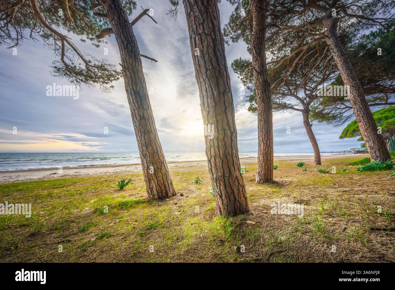 Pins sur la plage de Follonica au coucher du soleil. Province de Grosseto, région Toscane, Italie Banque D'Images