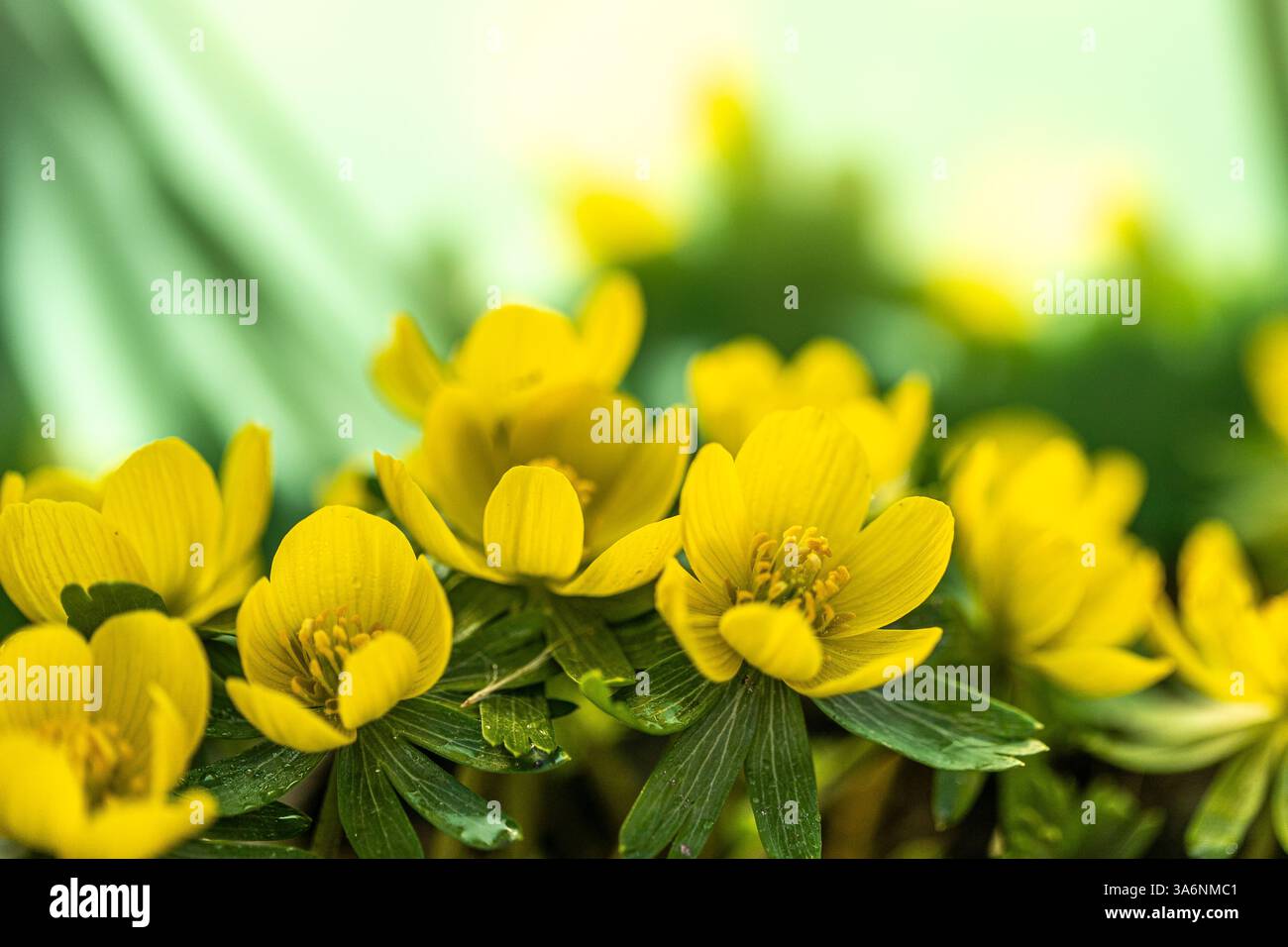 Les fleurs d'aconite d'hiver (Eranthis hyemalis) commencent à fleurir au soleil tôt le matin Banque D'Images