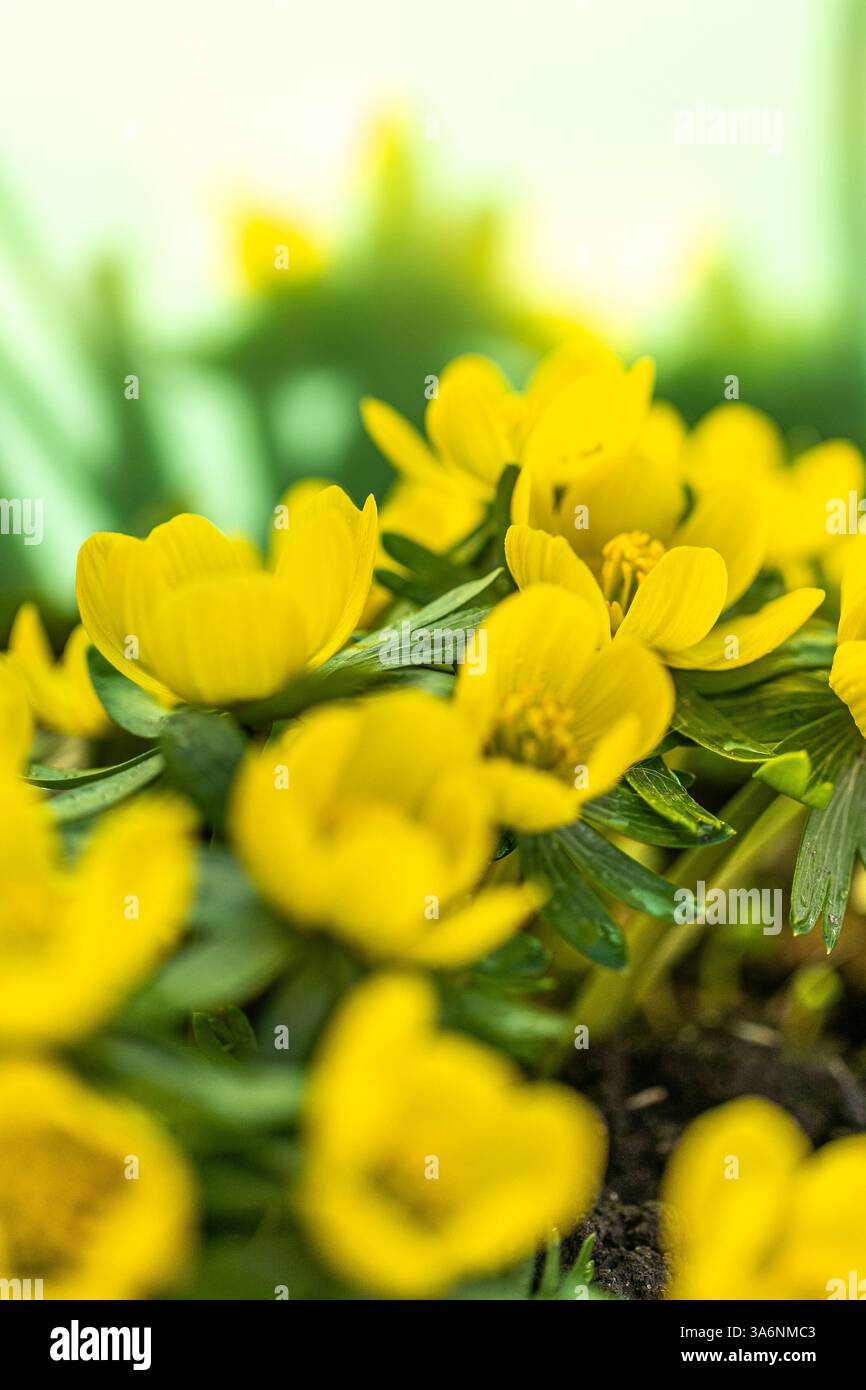 Les fleurs d'aconite d'hiver (Eranthis hyemalis) commencent à fleurir au soleil tôt le matin Banque D'Images