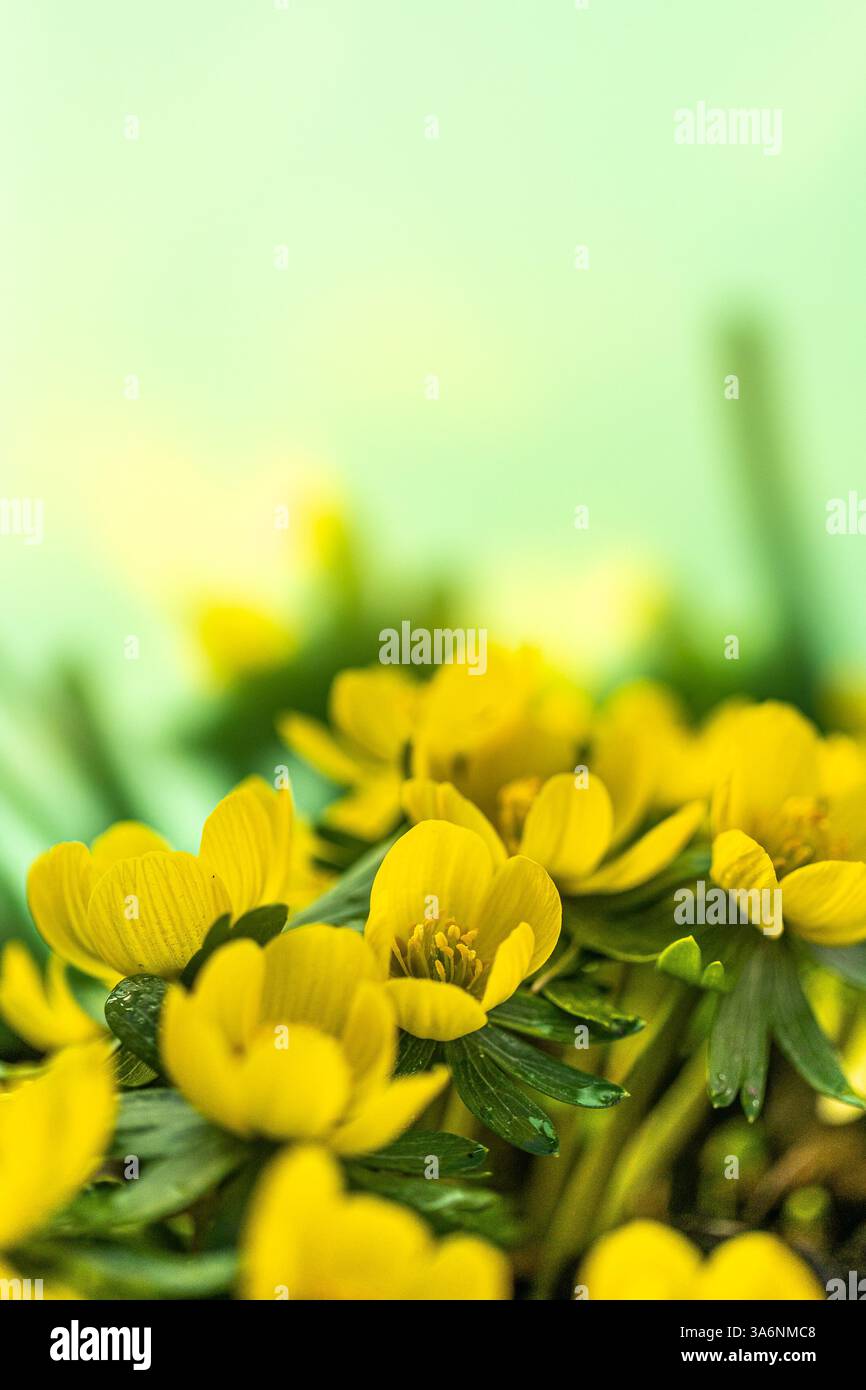Les fleurs d'aconite d'hiver (Eranthis hyemalis) commencent à fleurir au soleil tôt le matin Banque D'Images