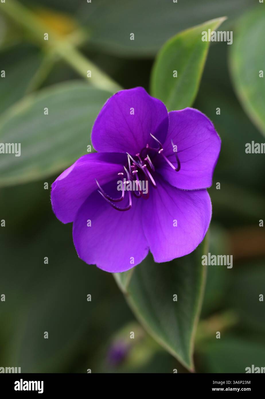 Glory Bush, Pleroma urvilleanum, syn. Tibouchina urvilleana, Melastomataceae. Brésil, Amérique du Sud. Banque D'Images