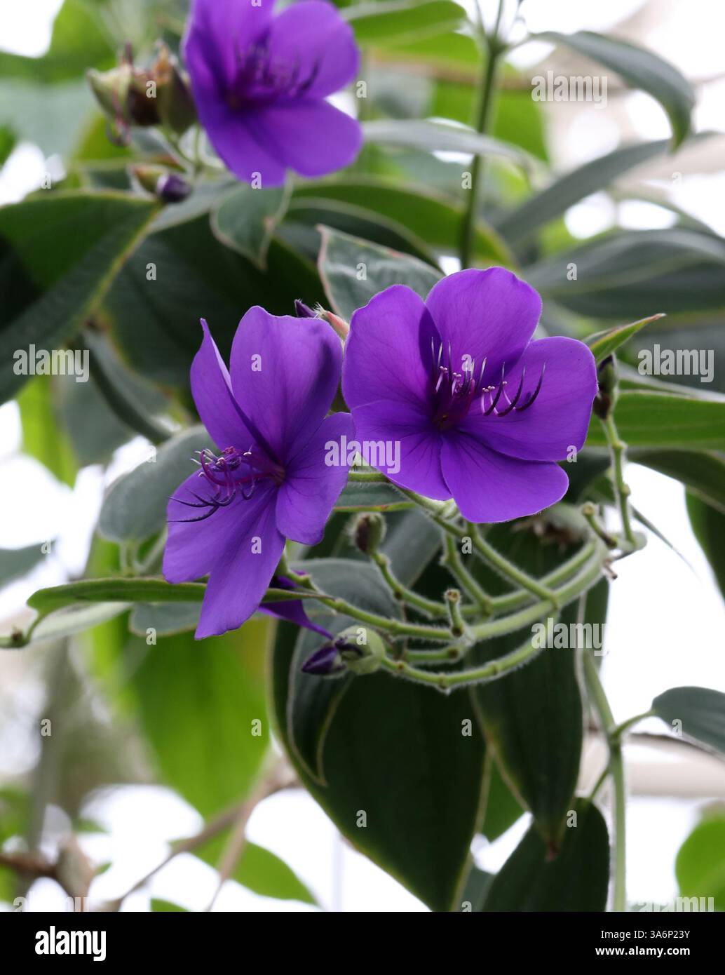 Glory Bush, Pleroma urvilleanum, syn. Tibouchina urvilleana, Melastomataceae. Brésil, Amérique du Sud. Banque D'Images
