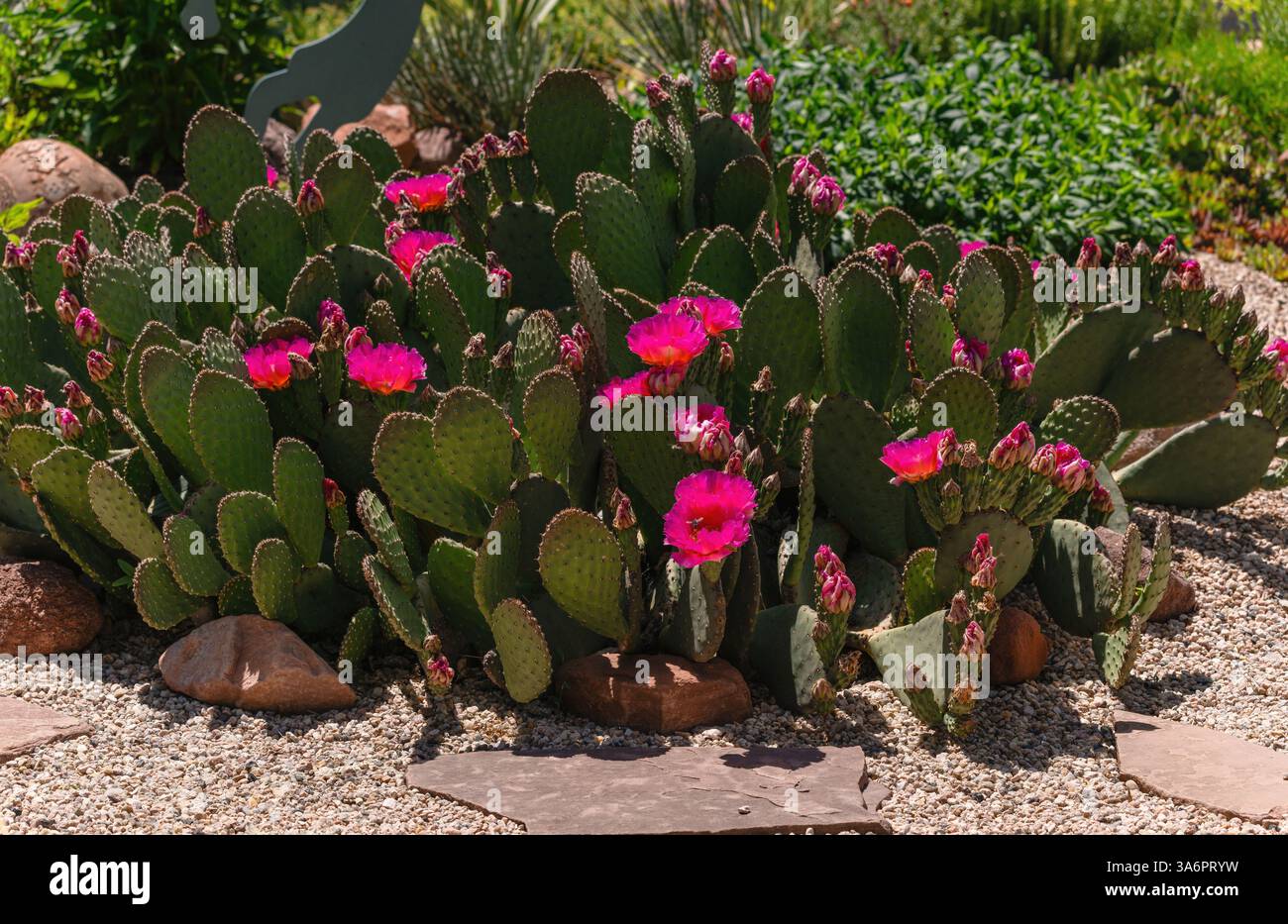 Cactus à queue de Beavertail (Opuntia basilaris) avec de belles fleurs roses et de multiples coussinets charnus qui ressemblent à une queue de Beaver. Vue rapprochée avec détail. Banque D'Images