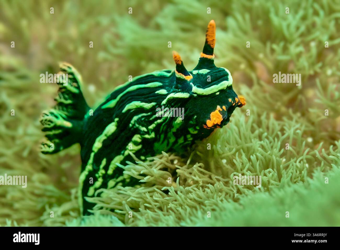 Nembrotha kubaryana nudibranche naviguant à travers les coraux mous à Malapascua, Philippines. Cette espèce est facilement reconnaissable à son corps sombre Banque D'Images