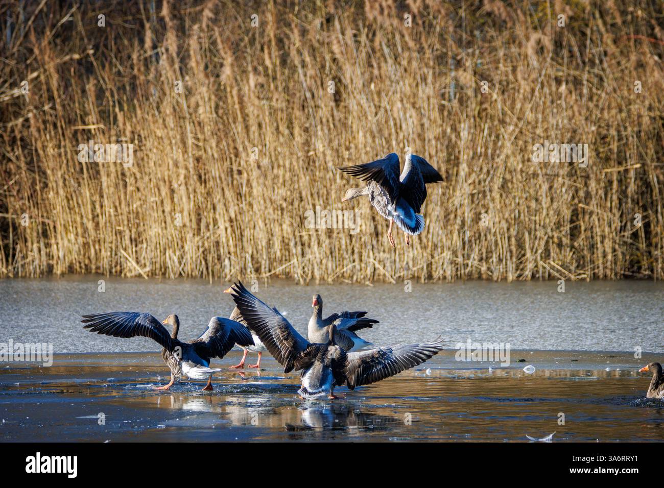 Des oies de Greylag atterrissent sur la glace d'un lac gelé Banque D'Images