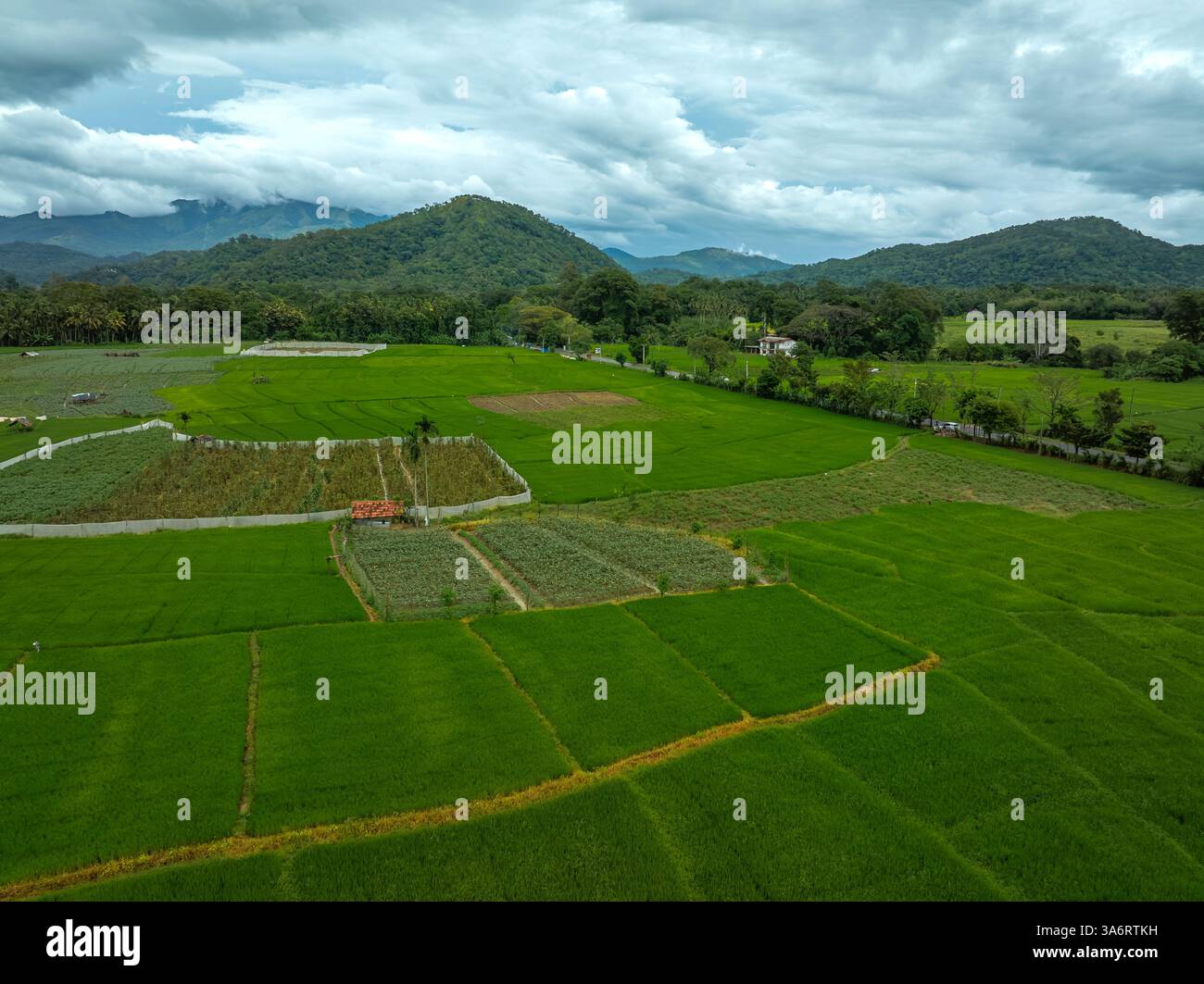 L'image présente les champs agricoles luxuriants de Wellawaya, au Sri Lanka, entourés de collines ondulantes et d'une végétation dense. Ce paysage fertile est vi Banque D'Images