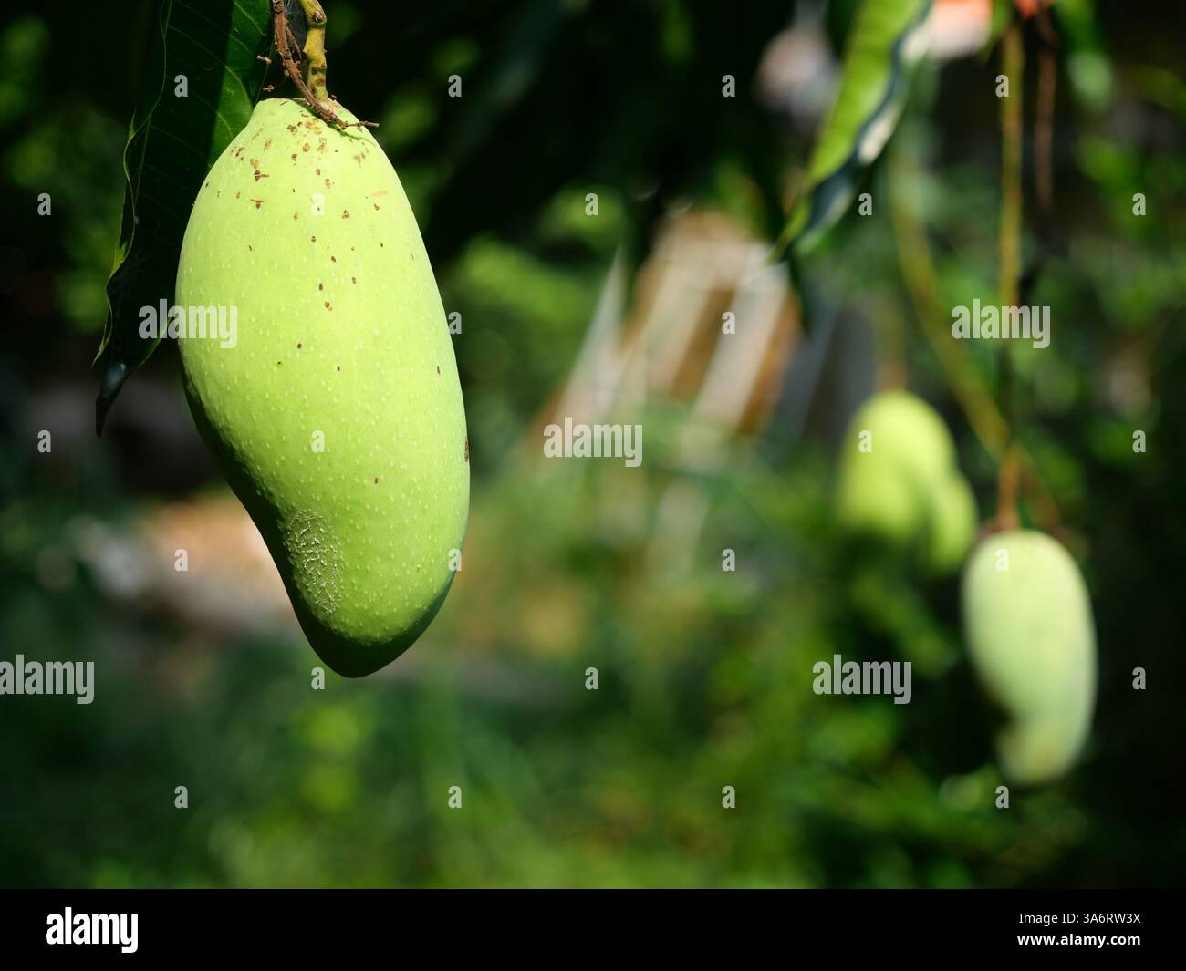 Fruits de mangue accrochés sur l'arbre avec fond vert naturel, fruits tropicaux délicieux Banque D'Images