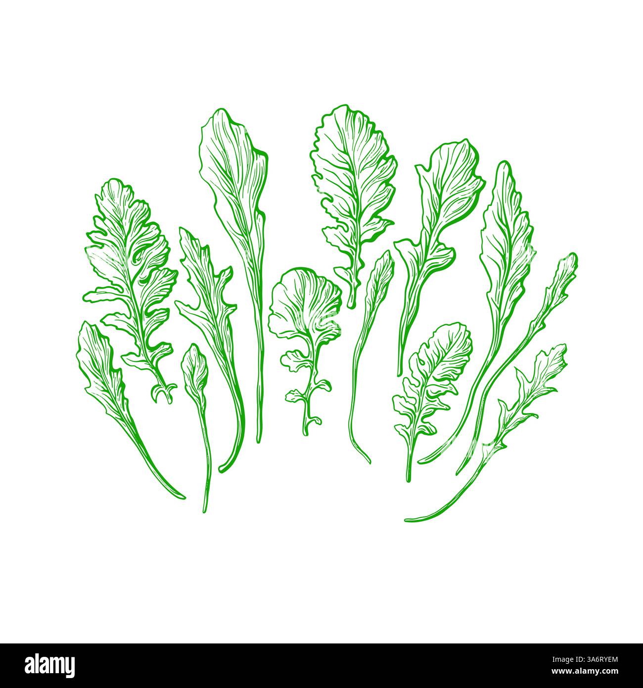 Ensemble vert rucola. Illustration vectorielle dessinée à la main. Feuilles fraîches isolées sur fond blanc. Salade bio, nourriture saine Illustration de Vecteur