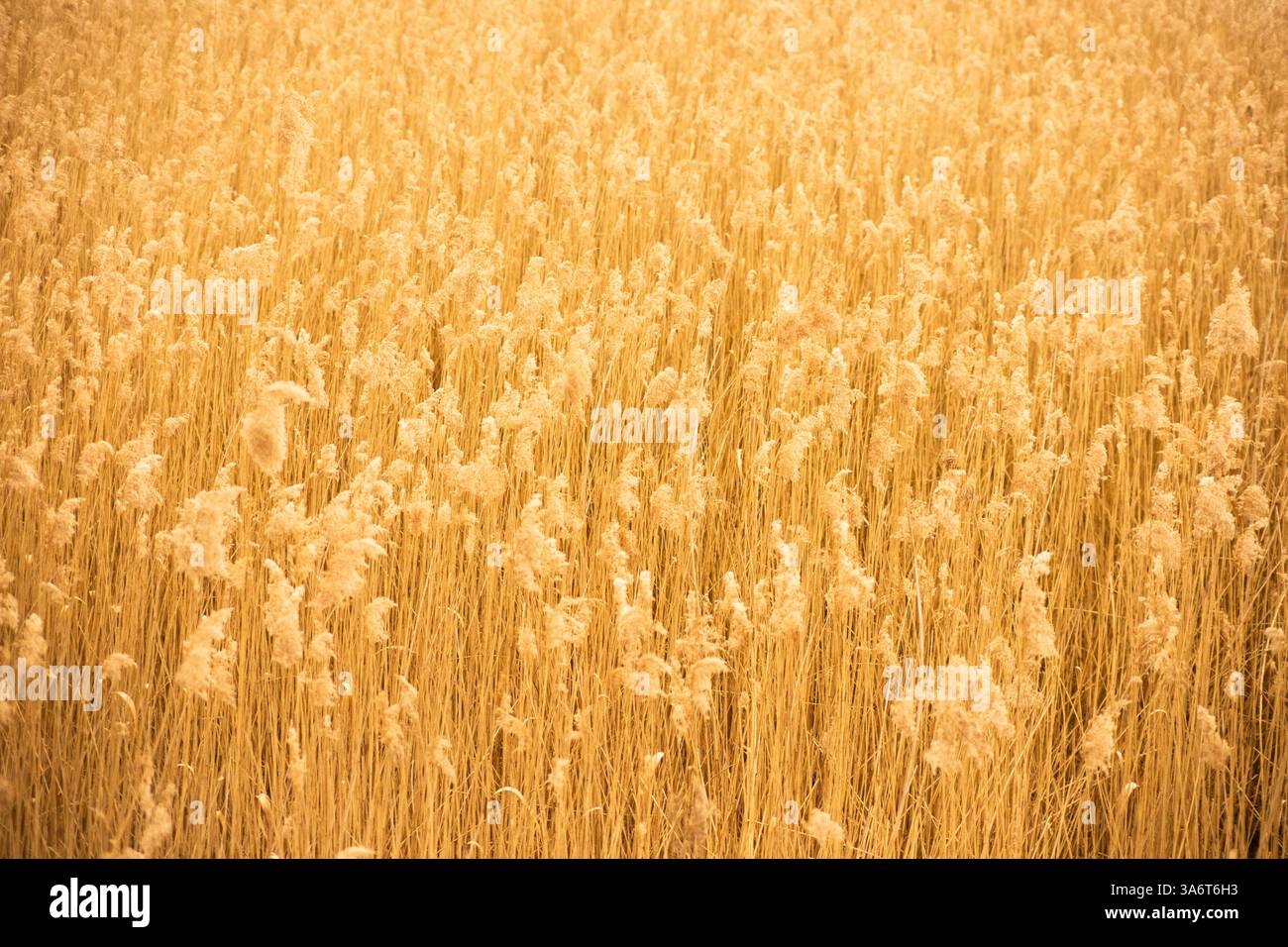 Reed moelleux en plein soleil – paysage de terres humides au bord du lac – fond de remplissage de format, horizontal Banque D'Images