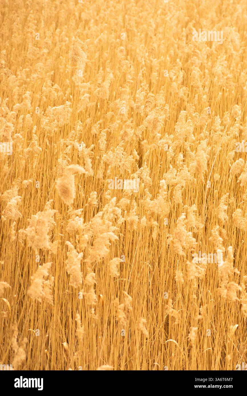 Reed moelleux en plein soleil – paysage de terres humides au bord du lac – fond de remplissage de format, vertical Banque D'Images
