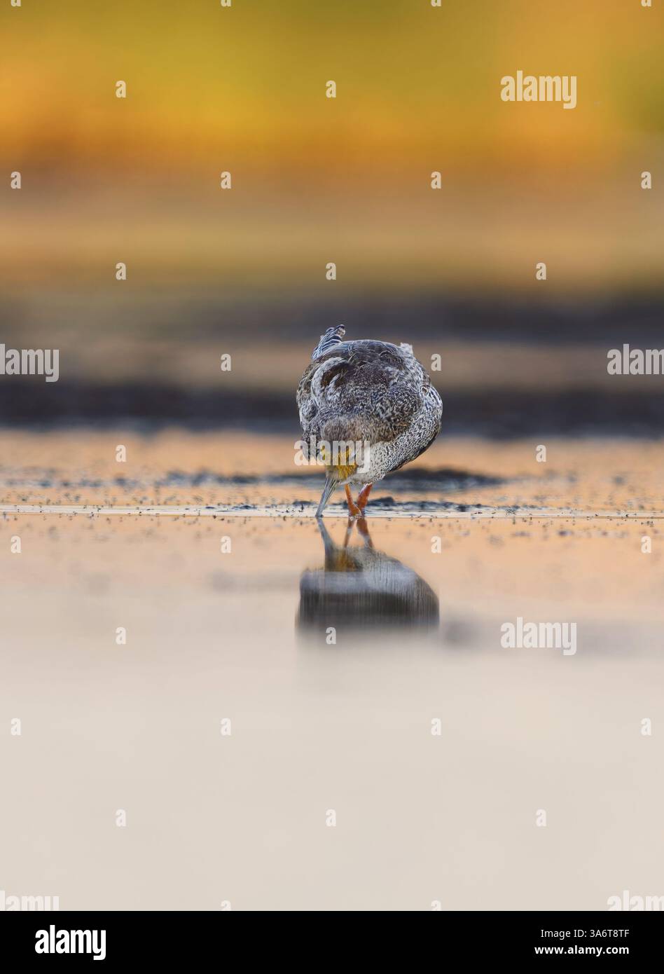 Ruff (Calidris pugnax) mâle se nourrissant dans les zones humides en été. Banque D'Images