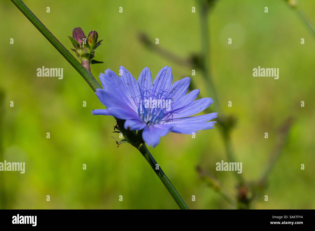 De belles fleurs de chicorée poussent sur des tiges dans la nature. Champ de plantes à base de plantes sauvages. Fond naturel flou vert. Banque D'Images