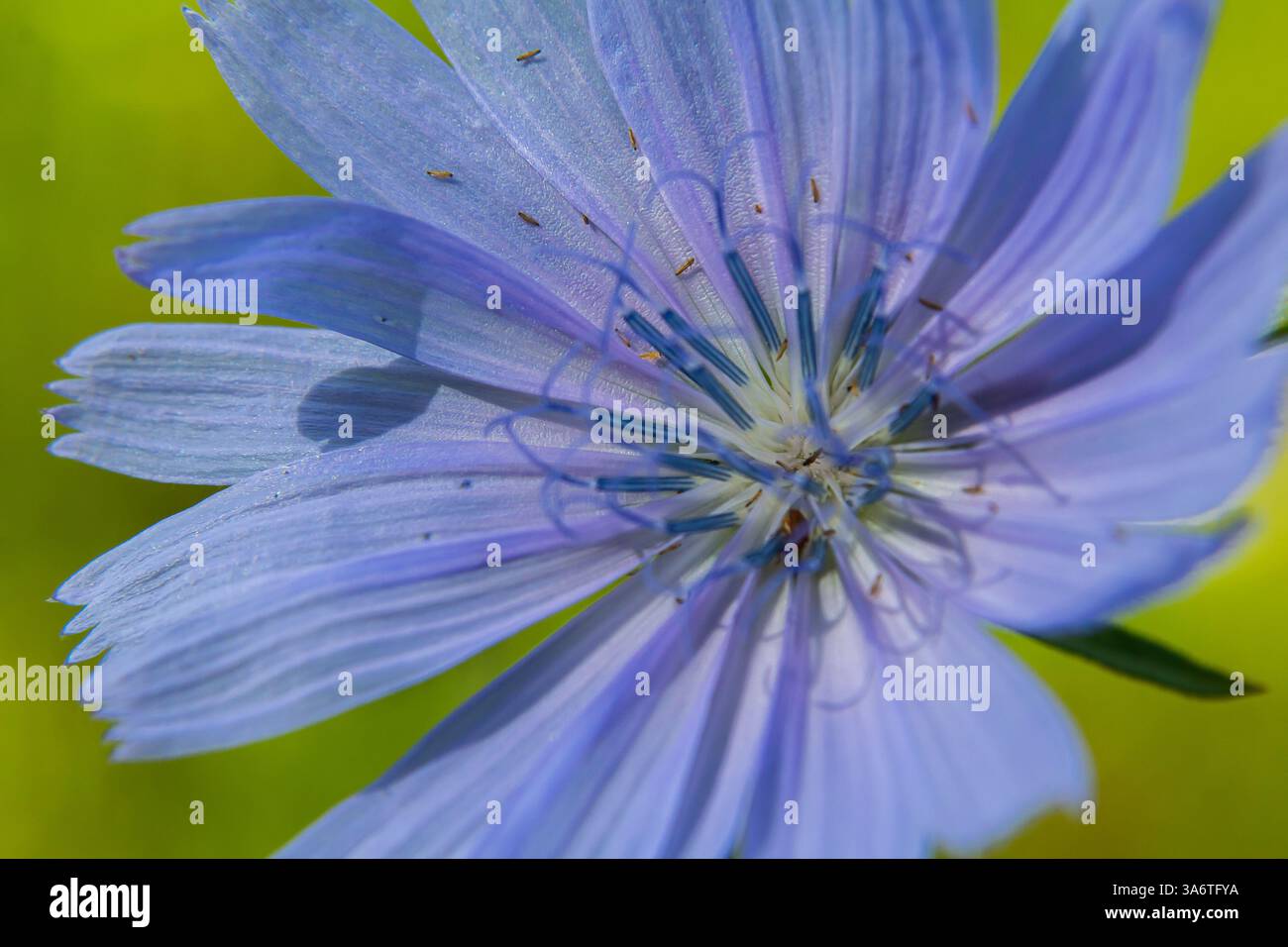 De belles fleurs de chicorée poussent sur des tiges dans la nature. Champ de plantes à base de plantes sauvages. Fond naturel flou vert. Banque D'Images