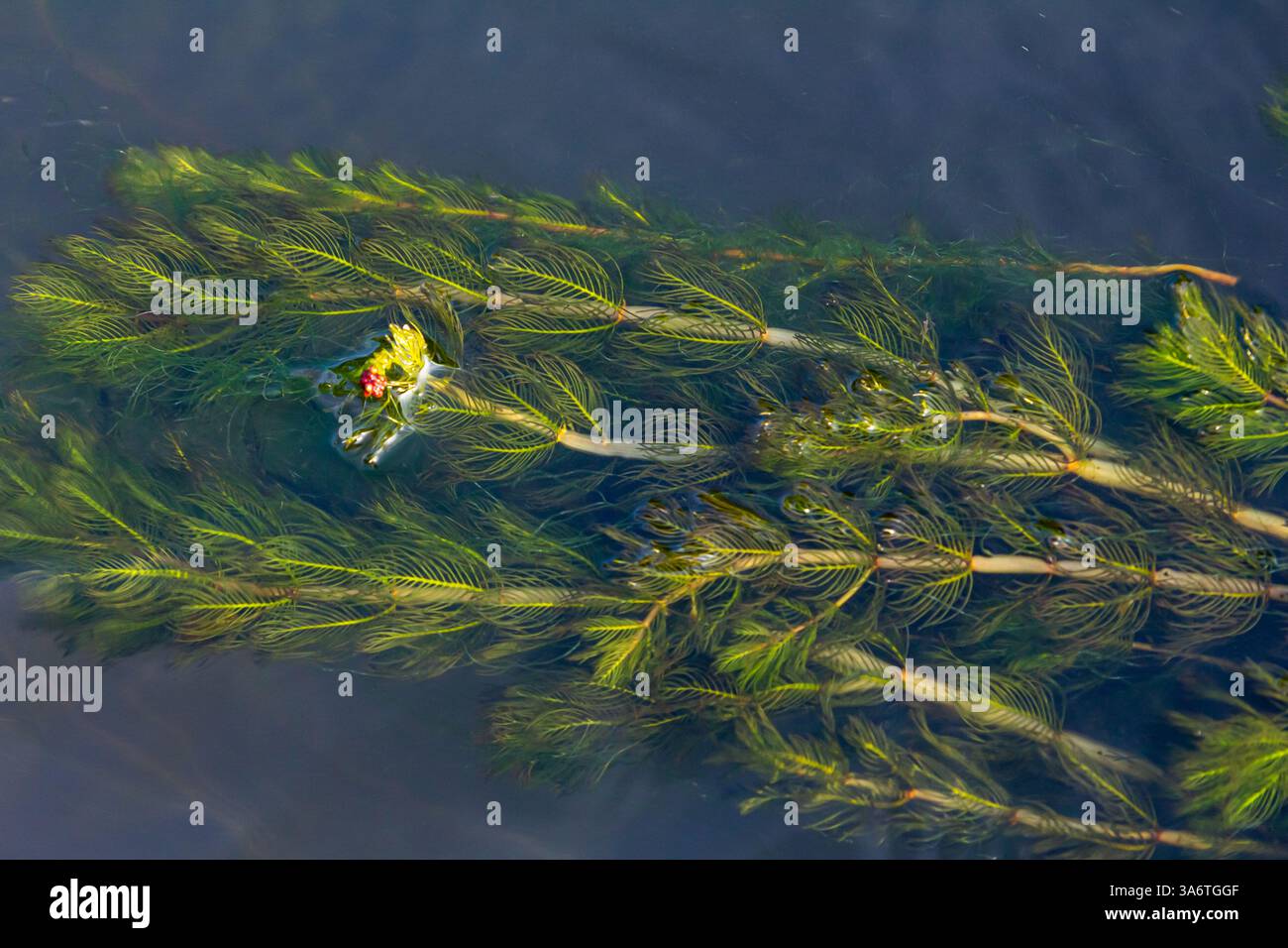 Plante aquatique Ceratophyllum demersum dans un ruisseau. Banque D'Images