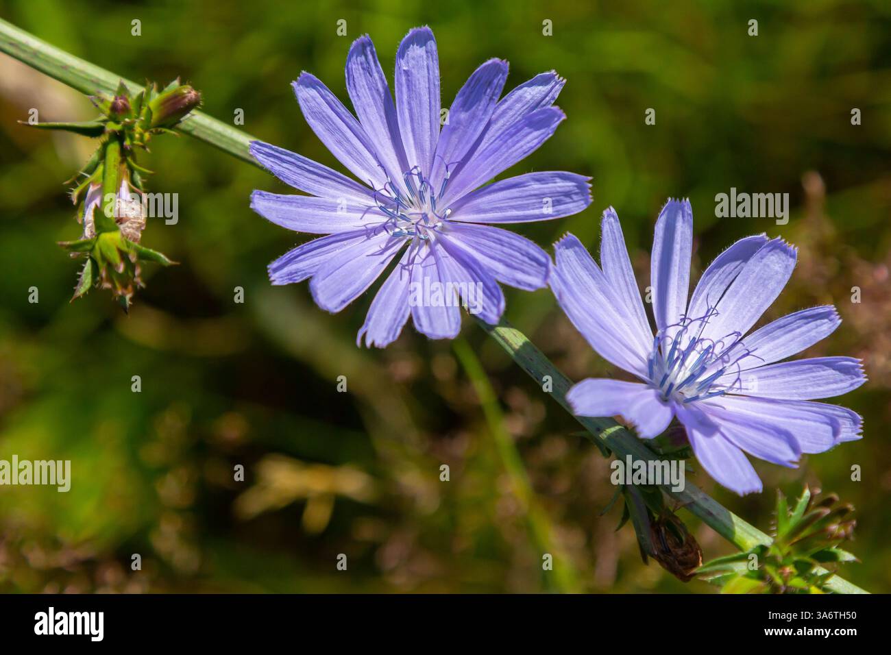 De belles fleurs de chicorée poussent sur des tiges dans la nature. Champ de plantes à base de plantes sauvages. Fond naturel flou vert. Banque D'Images