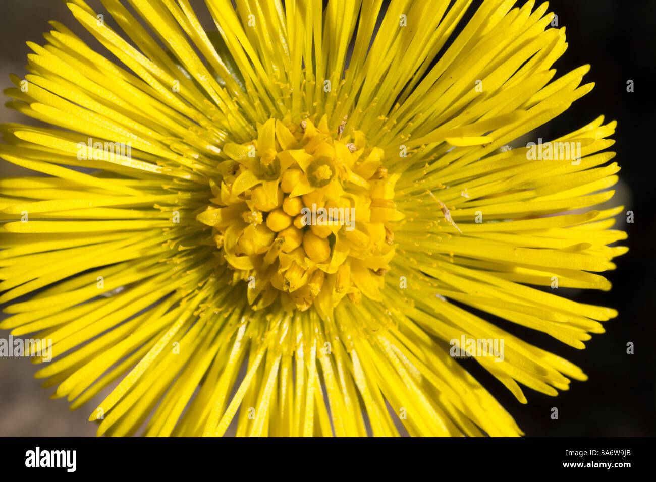 Huflattich, Blüte, Tussilago farfara, Coltsfoot, pas d'âne, Tussilage, Korbblütler, Röhrenblüten, Zungenblüten, Asteraceae, inflorescences, Infloresce Banque D'Images