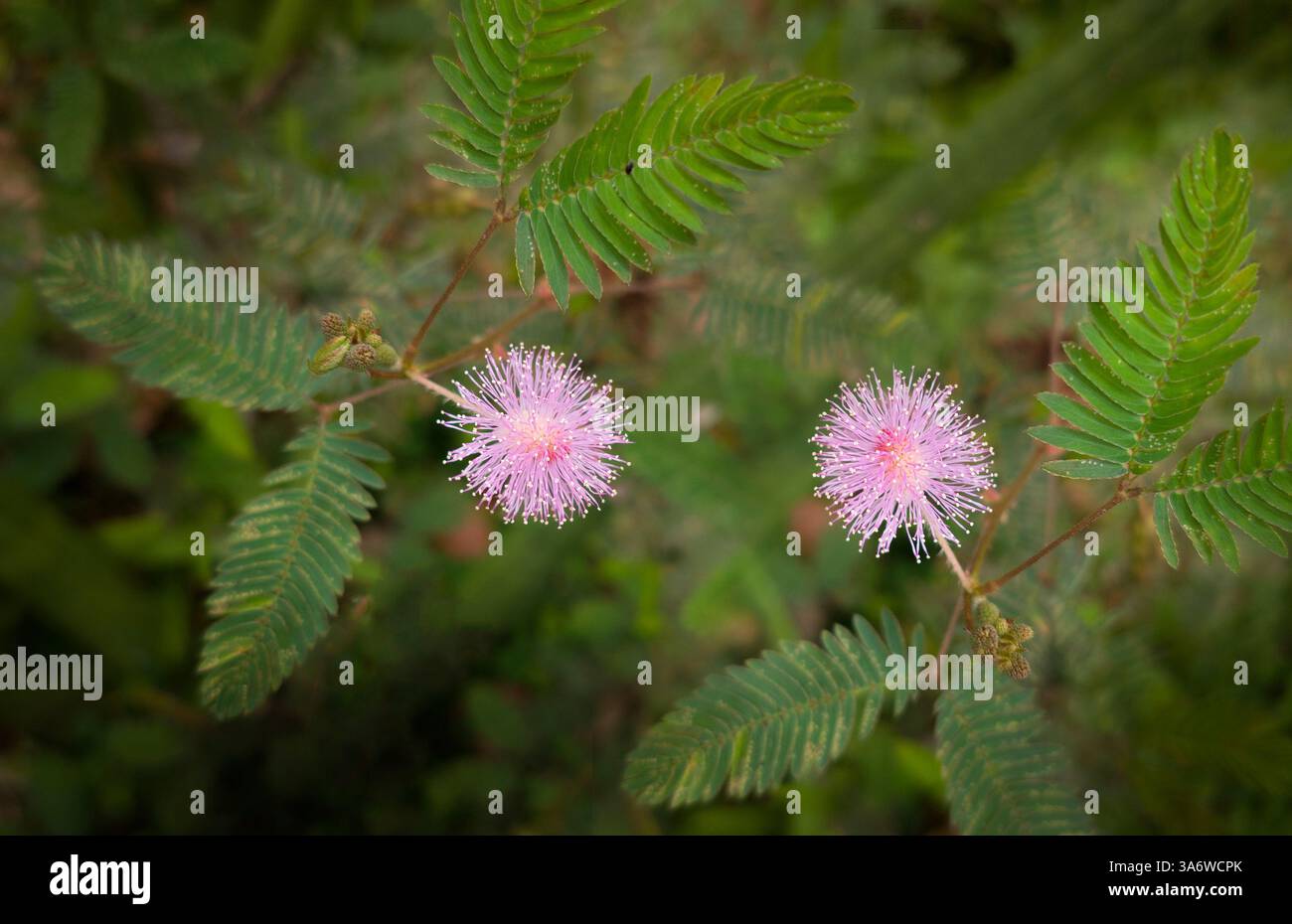 Mimosa pudica, plante de honte, plante sensible Banque D'Images