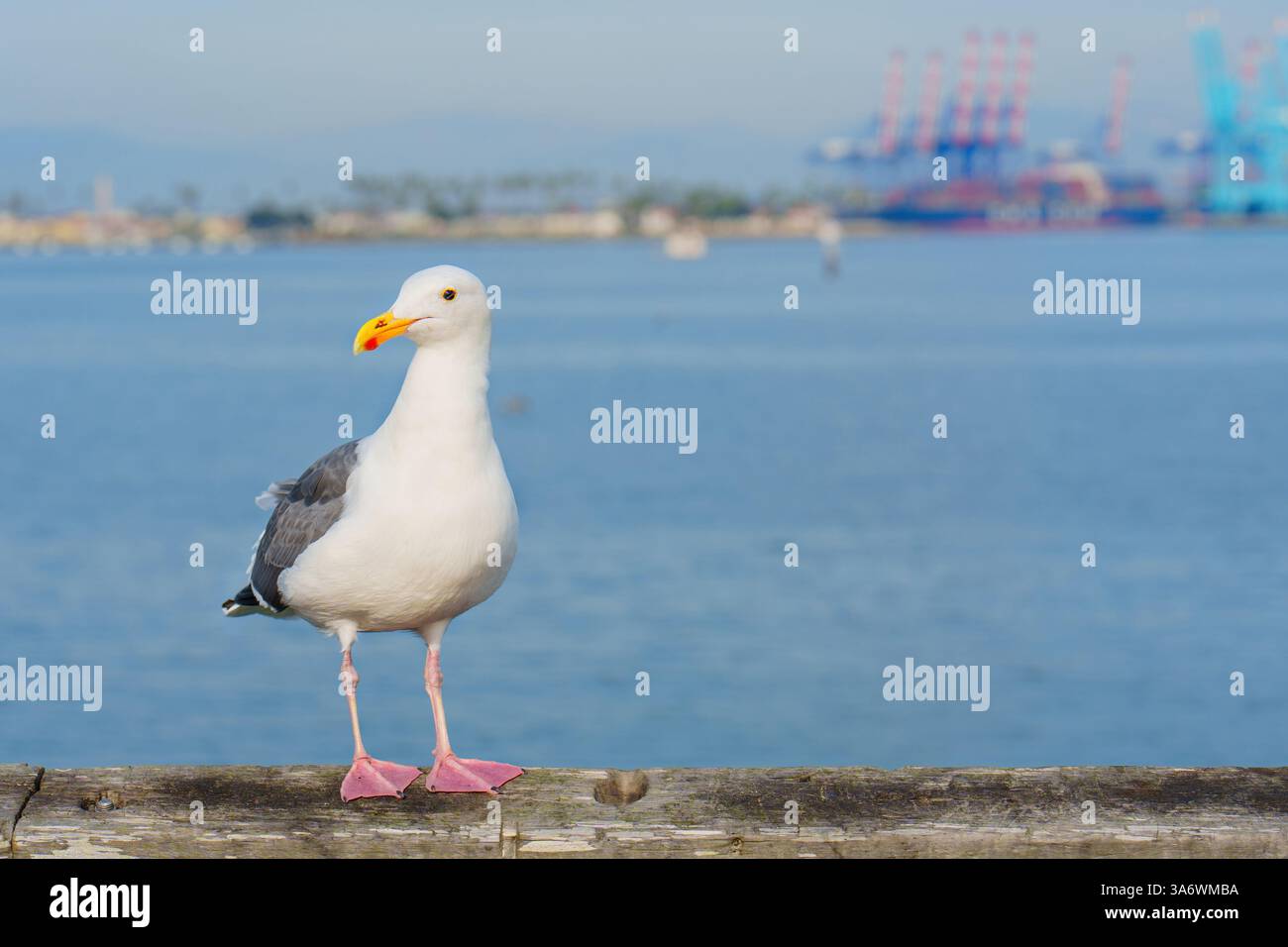 Gros plan d'une mouette debout sur une jetée en bois avec le port de long Beach et des grues en arrière-plan, mettant en valeur le paysage côtier et ma dynamique Banque D'Images