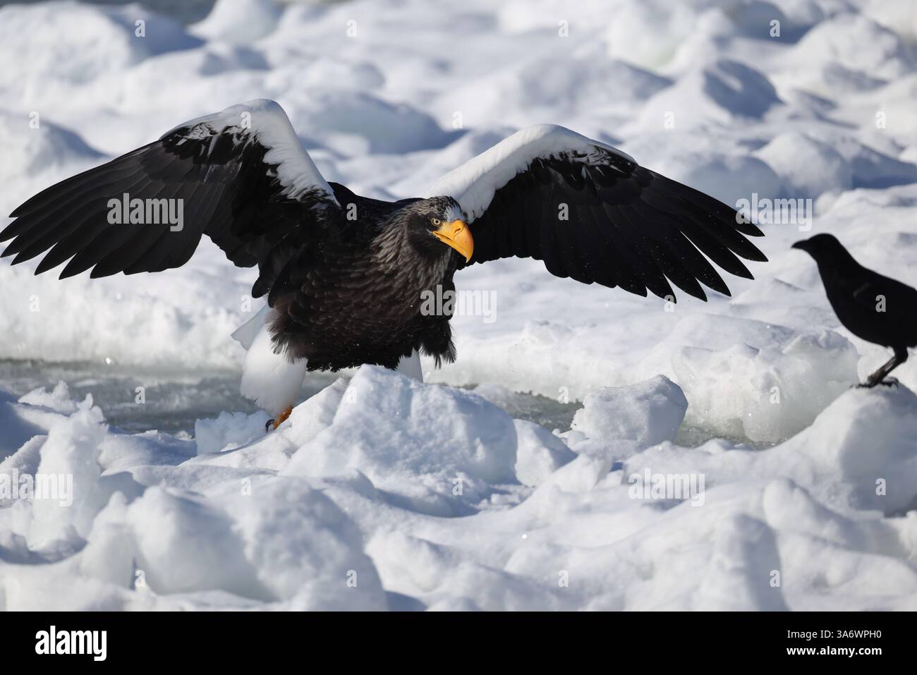 Aigle de Steller (Haliaeetus pelagicus), également connu sous le nom d'aigle de mer du Pacifique ou aigle à épaules blanches Banque D'Images Aigle de Steller (Haliaeetus pelagicus), également connu sous le nom d'aigle de mer du Pacifique ou aigle à épaules blanches Banque D'Images