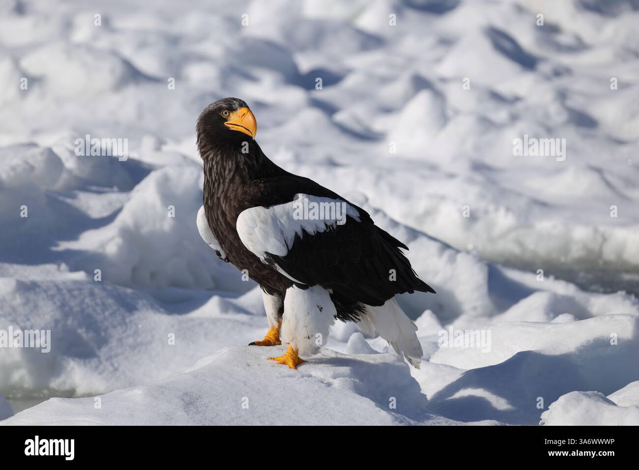 Aigle de Steller (Haliaeetus pelagicus), également connu sous le nom d'aigle de mer du Pacifique ou aigle à épaules blanches Banque D'Images Aigle de Steller (Haliaeetus pelagicus), également connu sous le nom d'aigle de mer du Pacifique ou aigle à épaules blanches Banque D'Images