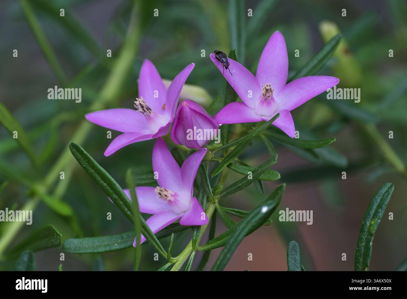 Fleurs de Crowea Banque D'Images