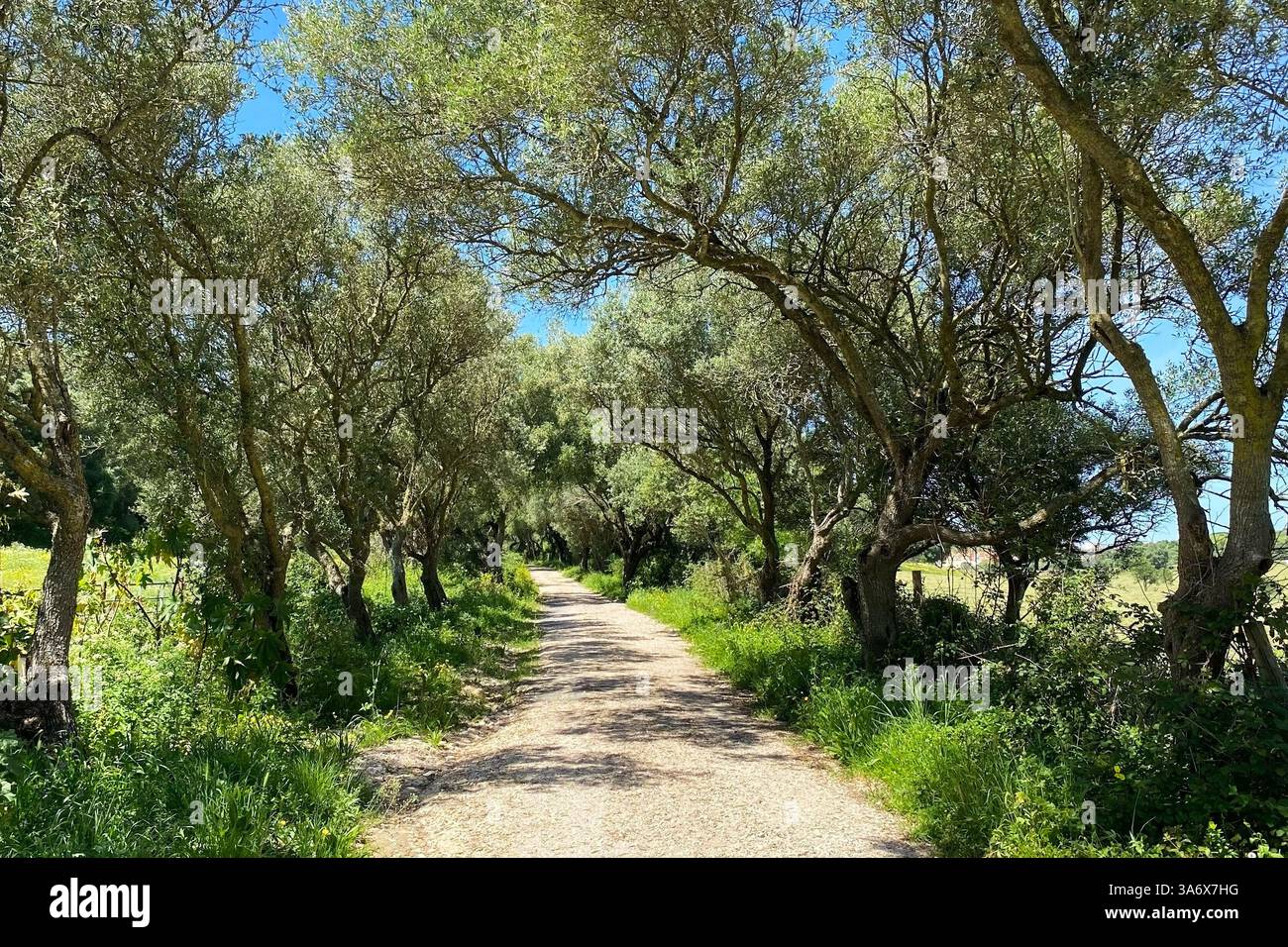 Chemin forestier au feuillage riche, voyage évasion dans la nature verdoyante Banque D'Images