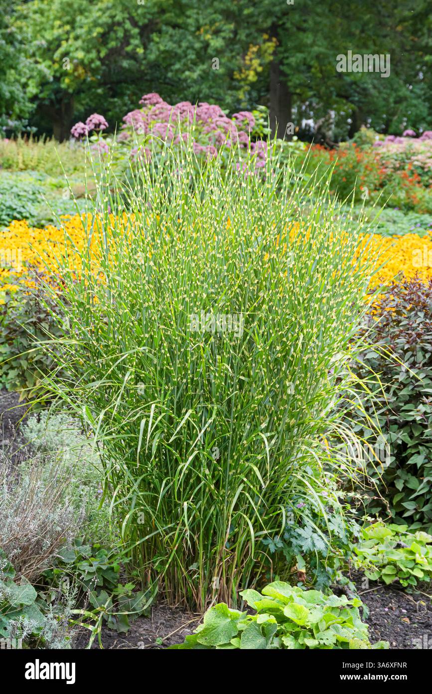 Herbe argentée chinoise, herbe zébrée, herbe tigre (Miscanthus sinensis 'Strictus', Miscanthus sinensis Strictus, Miscanthus sinensis var. zebrinus strict Banque D'Images